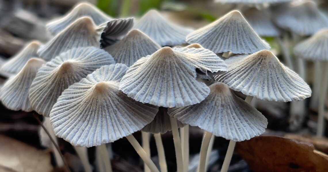 Who should not take mushroom supplements?